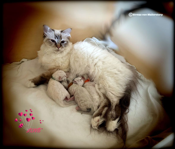 Kady D. und ihre Kitten