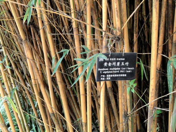"Bambusa multiplex - Kunming Botanical Garden - DSC03065" by Daderot - I took this photograph.. Licensed under パブリック・ドメイン