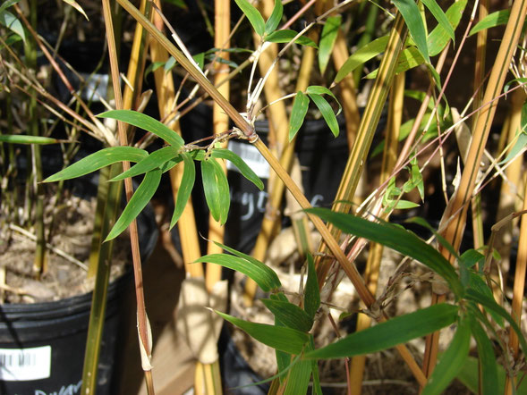"Starr 080117-2050 Bambusa multiplex" av Forest & Kim Starr. Licensierad under CC BY 3.0 via Wikimedia Commons - https://commons.wikimedia.org/wiki/File:Starr_080117-2050_Bambusa_multiplex.jpg#/media/File:Starr_080117-2050_Bambusa_multiplex.jpg