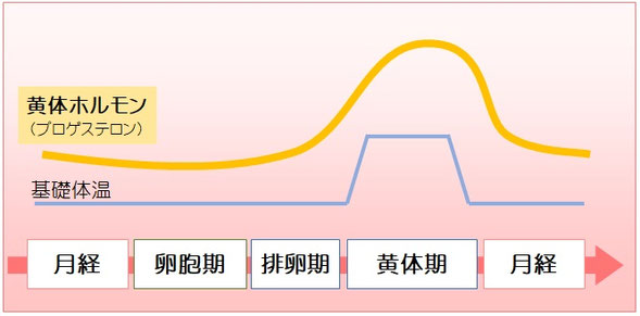 黄体ホルモン分泌量の変化