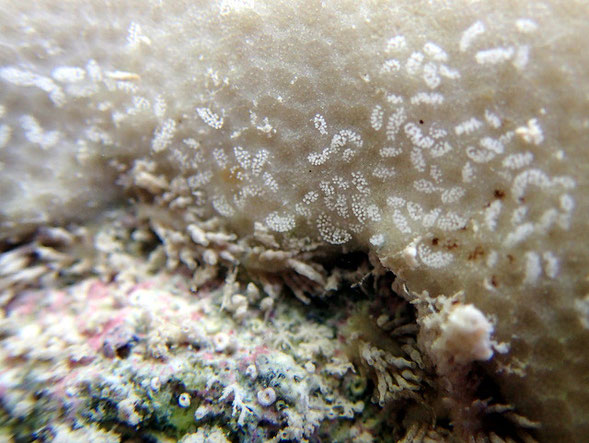 Phestilla minor eggs masse