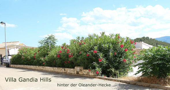 Die Villa Gandia Hills liegt verborgen hinter einer Oleanderhecke, Foto: Birgitta Kuhlmey, 30.5.2014