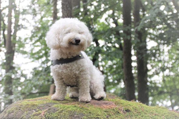 Bichon frisé Molly and Stitch Geschirr