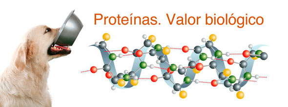 Proteínas. Pienso perros y gatos