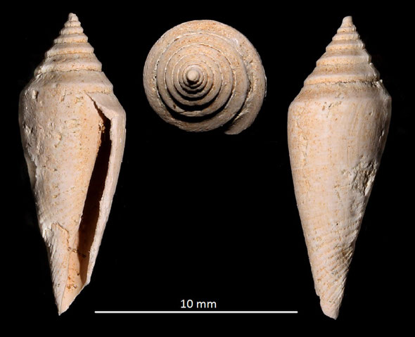 Conus subturritus, Miocene dell'Aquitania