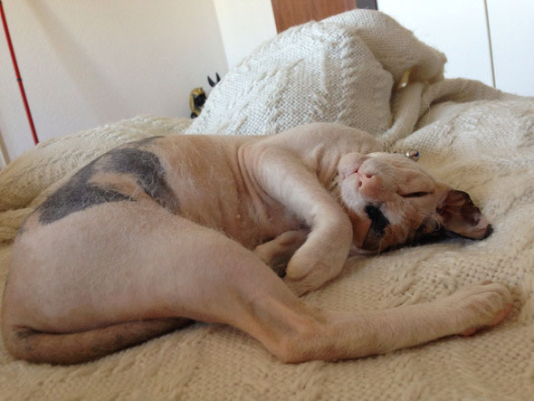 Nacktkatze Sphynx