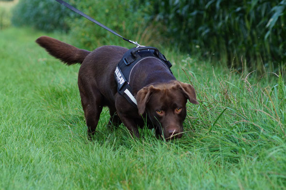 Ein brauner Labrador während des Mantrailing