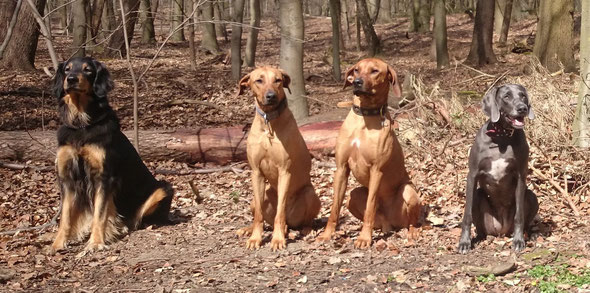 Foto von vier nebeneinander Sitzenden Hunden im Wald
