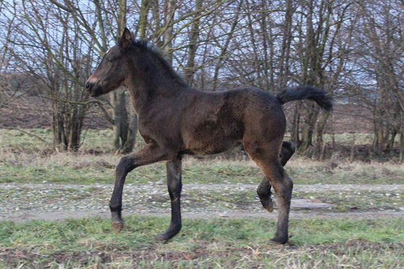foto: warlander-franken