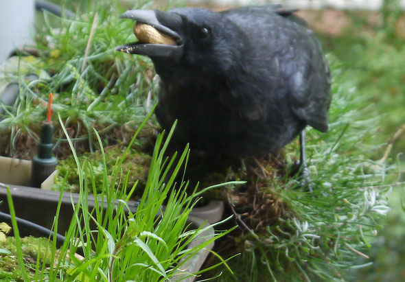 für Vogelfreunde