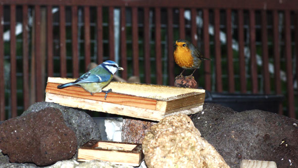 für Vogelfreunde