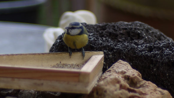 für Vogelfreunde