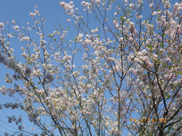 うちんちの桜　枝垂れは散ってしまいました