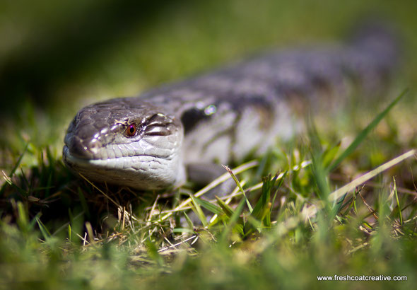 Blue Tongue Lizard