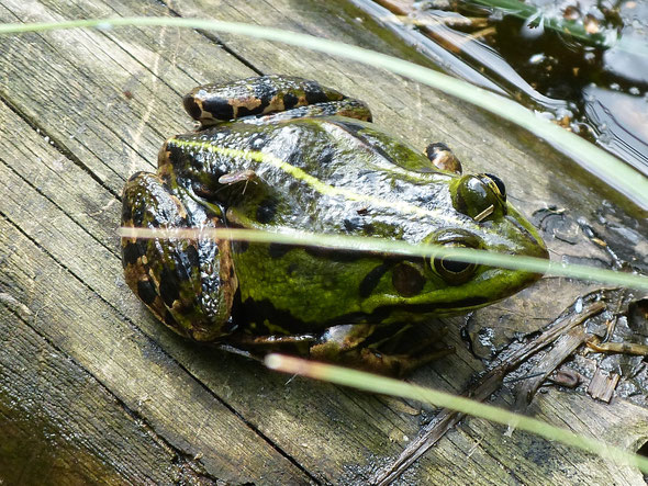 Der Froschkönig