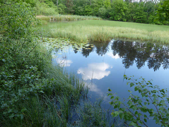 Blick auf den "Haardsee"