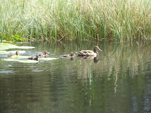 Alle meine Enten ..