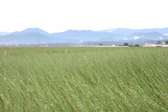 <div style="text-align:center;"> <img src="【画像④】" alt="雨上がりのイ草畑。湿度を吸収する自然の力" width="90%"> <small>▲朝露をまとったイ草。空気も水分もたっぷり含みます</small> </div>