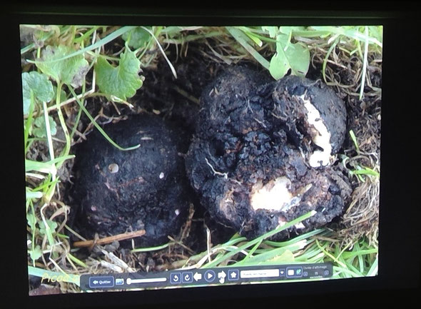 Sorte de truffe trouvée à Couvet. Champignon rare. Il a fallu l'emmener à Neuchâtel pour l'examiner au microscope afin de l'identifier.