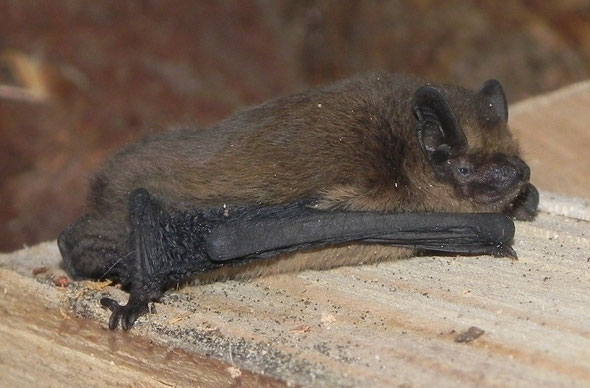 Chauve-souris découverte en second, longueur environ 5 cm.