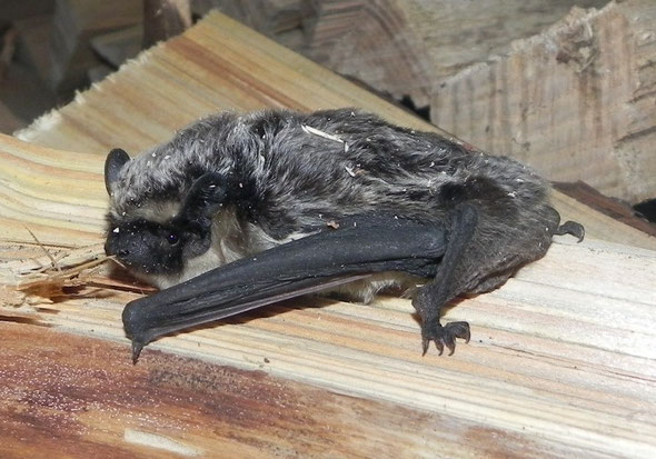 Chauve-souris découverte en premier, longueur environ 7 cm.