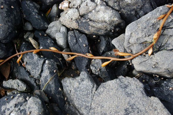 A bull kelp seed frond and whelks (possibly the Red-mouthed Whelk Cominella virgata) on the rocks at West End Beach, Ulva.  