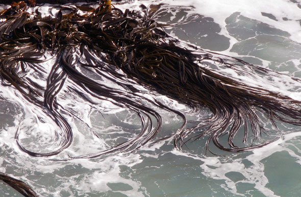  Bull kelp (Durvillaea antarctica) growing at the base of the cliffs exposed to the Pacific at Taiaroa Head