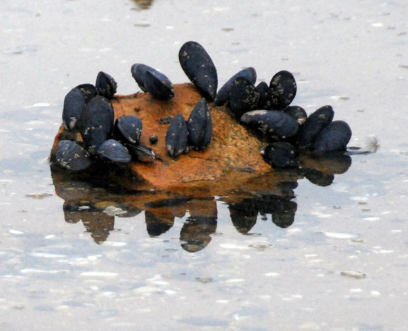 A cluster of mussels on a rock disappearing under the incoming tide on West End Beach, Ulva Island. These look like blue mussel (Mytilus galloprovincialis) - one of the commoner of the 22 New Zealand 