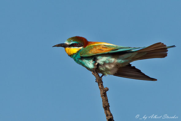 European Bee-eater (merops apiaster) (c) Albert Stoecker at http://www.nature-of-cyprus-photography.com/english/