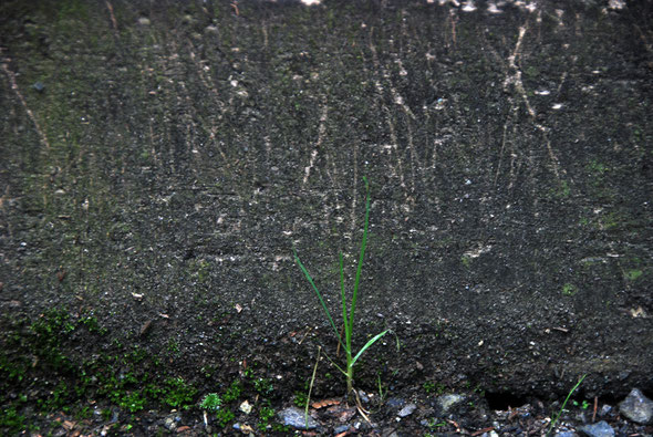 Scratch marks at Ackers Point from the passage of Sooty Shearwaters and possibly Blue Penguins