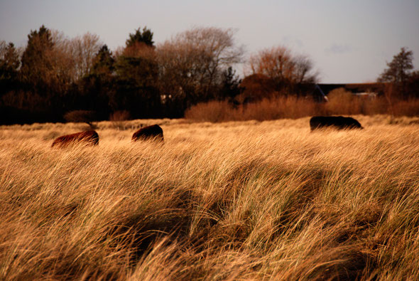 Cows grazing on the ancient dune meadows at Restharrow