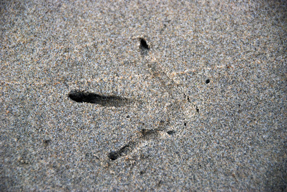 As we arrived the crying of fighting wheka greeted us. All we could see was this large footprint in the sand on Post Office Beach, Ulva Island.