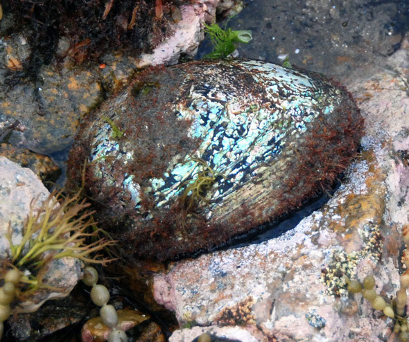 Close up of the much-prized  pāua (Haliotis iris). Note its seaweed encrusted irridescent shell with iris-like patterning and the black foot gripping the rock., Boulder Beach, Ulva.