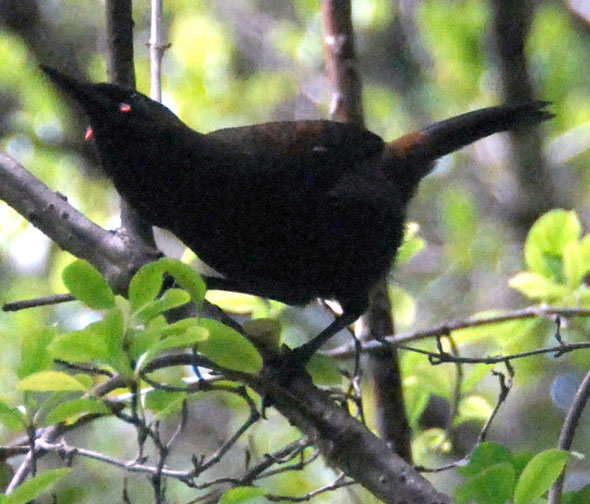 South Island Saddleback (Philesturnus carunculatus carunculatus) showing its characteristic red wattles on Ulva Island. 