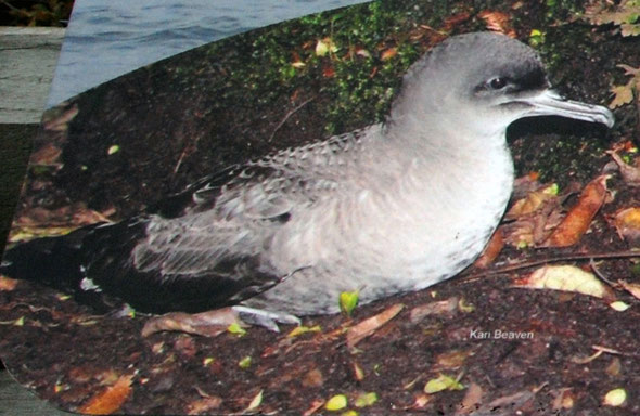 Sooty Shearwater as featured on the sign at Ackers Point