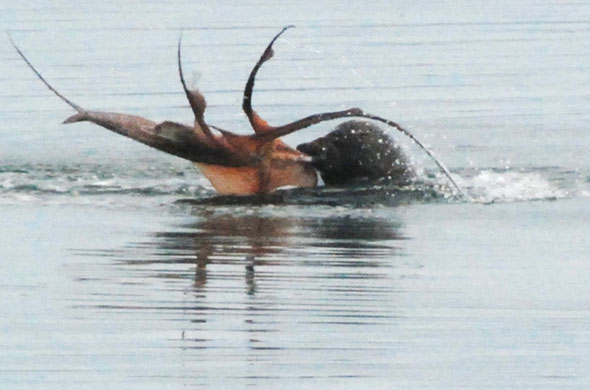 New Zealand Fur Seal dealing with large squid, West End Beach, Ulva, Stewart Island.