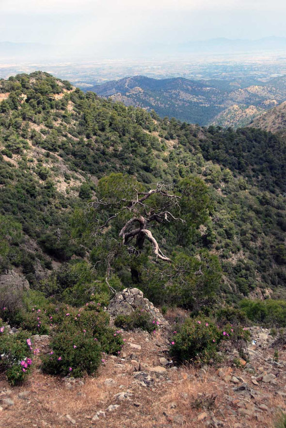 The view point from below Mount Kionia with rock roses (cistus creticus)in the foreground.