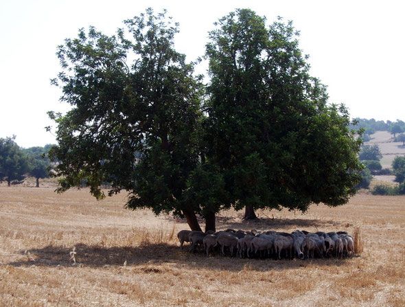 Carob and sheltering sheep ay 40C in June 2012