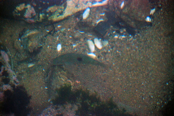 Fish (possibly the Spotty Fish/ Pakirikiri - Notolabrus celidotus) and clam shells under the jetty at Ulva Island. It was here my lens cap disappeared. Bivalve possibly a Pipi (Paphies australis).