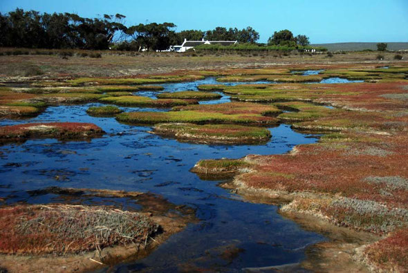 Brackish pools and mats of succulents, with the Geelbek centre in the background, West Coast National Park