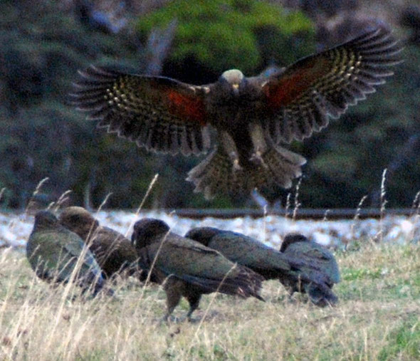A group of squabbling Kea near the Authur's Pass entrance to the Otira Tunnel