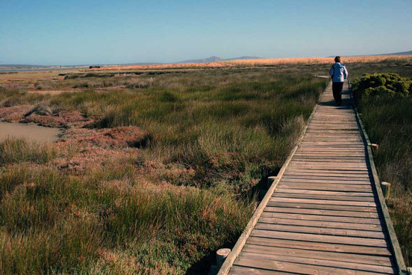 The spectacular boardwalk out to the hide to the east of the Geelbek Visitor's Centre (hide is at top left corner) West Coast National Park