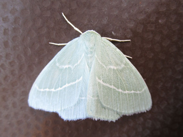 Small emerald moth Hemistola chrysoprasaria