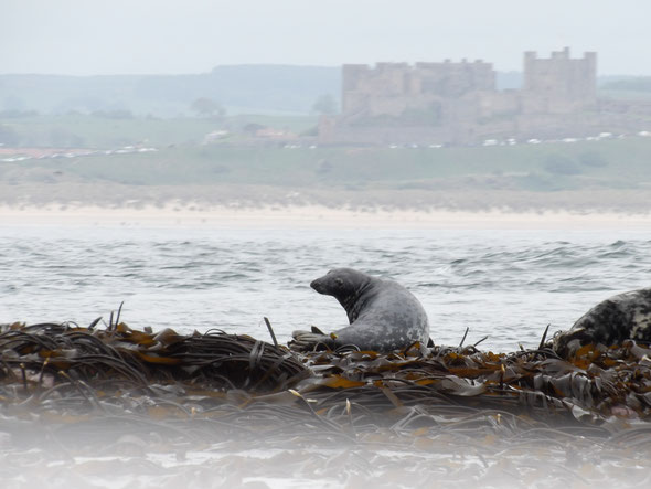 Atlantic grey seal Halichoerus grypus