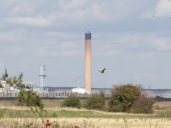 Marsh harrier!