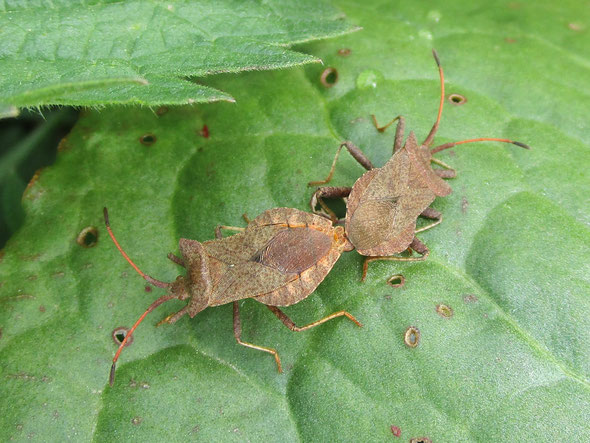 Dock bugs