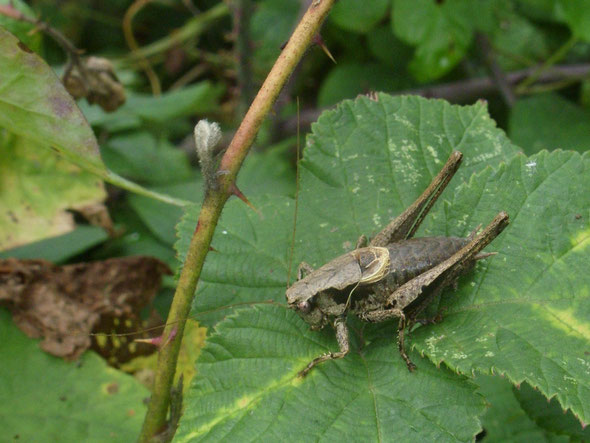 Dark bush-cricket Pholidoptera griseoaptera