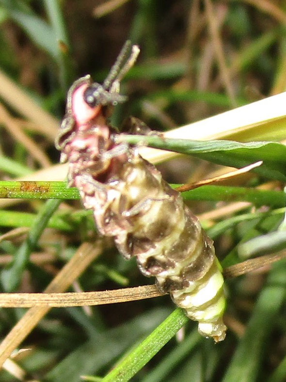 Female glow worm Lampyris noctiluca