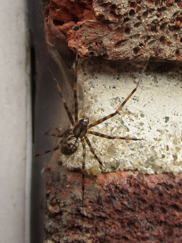 A lot smaller than it looks in this picture, a Megalepthyphantes spider, probably M.nebulosus