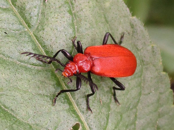 Cardinal beetle Pyrochroa serrraticornis